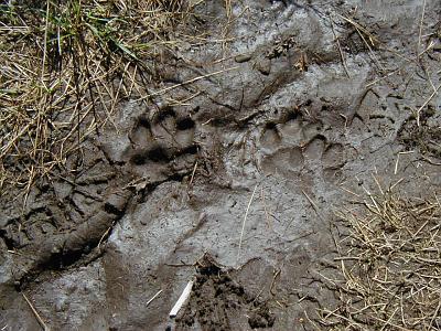 fresh wolf tracks on the Greenstone Ridge trail