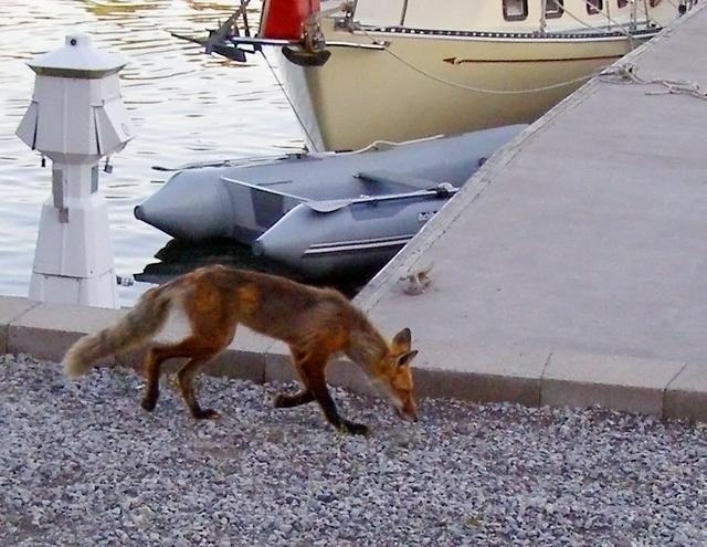 a semi-tame fox skulking about Snug Harbor