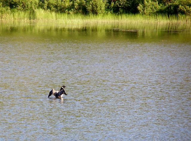 a loon frolicking in McCargoe Cove