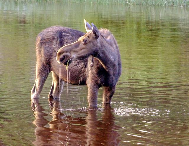 a moose grazing in Washington Creek