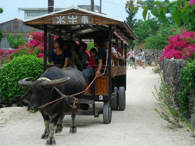 Slow traffic on the streets of Taketomi