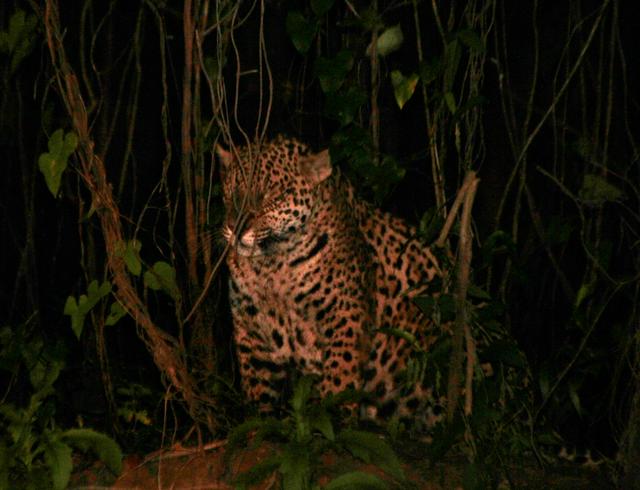 A jaguar in the Pantanal