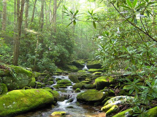 Jakes Creek above Elkmont. The creek is named for Jacob Hauser, who is thought to be the first Euro-American settler in the Elkmont area.