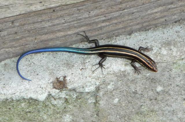 Japanese five-lined skink