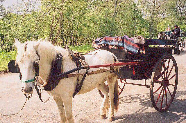 Jaunting cars bring tourists around the park.