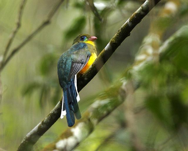 Javan trogon at Mount Gede.