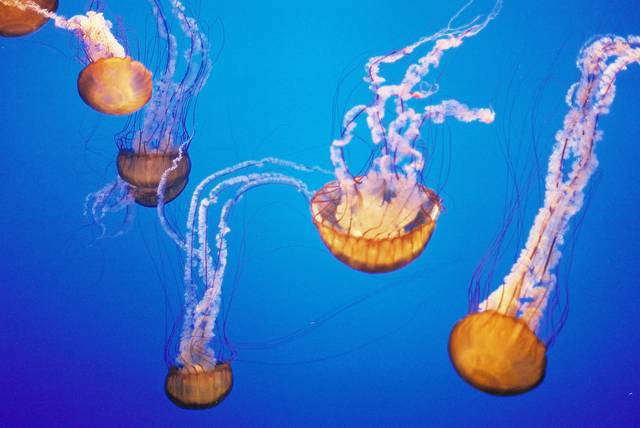 Jellyfish in the Monterey Bay Aquarium