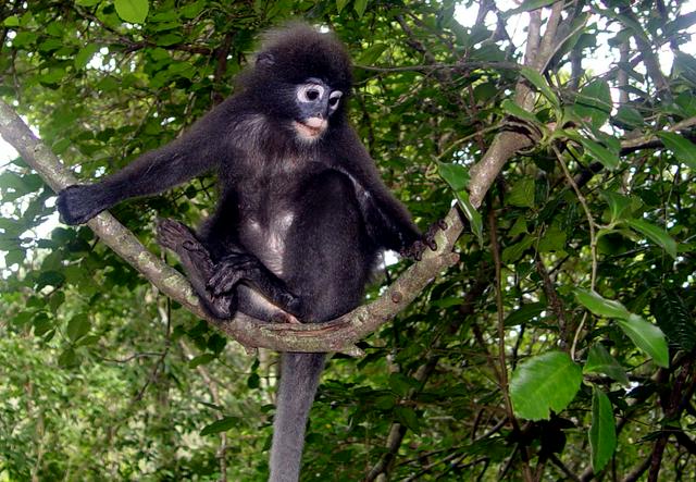 Juvenile Dusky Langur on Koh Wuatalab