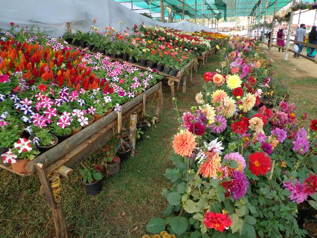 Kalpetta Flower Show