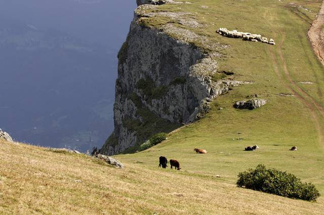 Karayaka sheep flocks, Sisdağı, Geyikli, Şalpazarı district