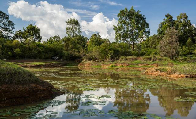 Karura Forest Nairobi