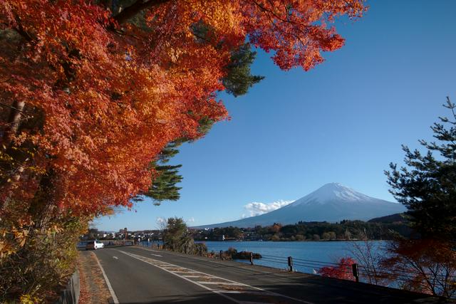 Momiji tunnel and view on the mount Fuji from the Kawaguchi lake shore