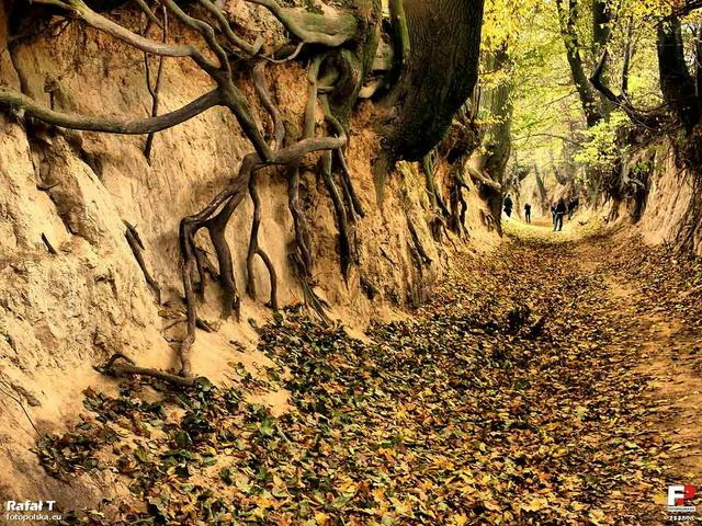 The Korzeniowy Dół gorge, east of the village center. The village is known for this kind of gorges.