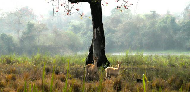 Kaziranga National Park in Golaghat district