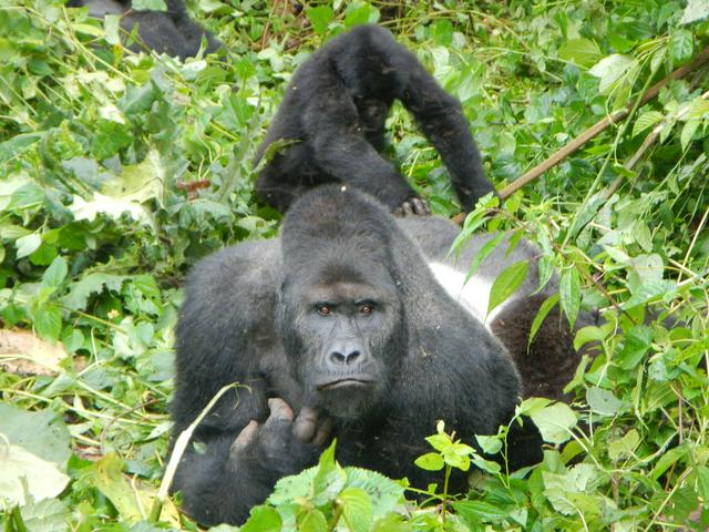 KBNP Silverback and Child