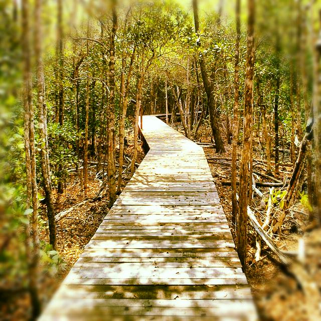 Karimunjava Mangrove park