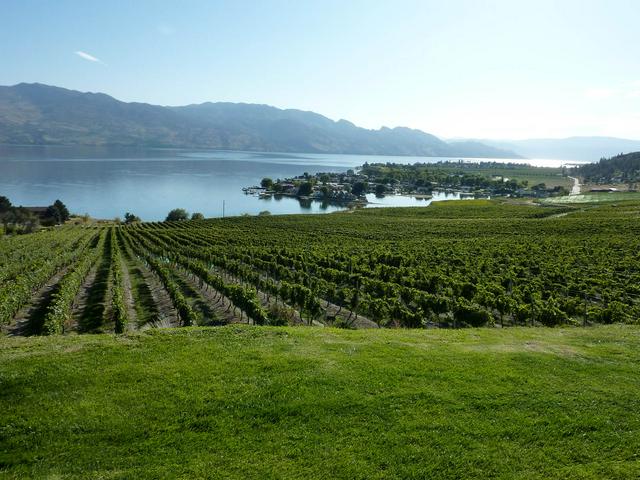 Vineyard in Kelowna, British Columbia