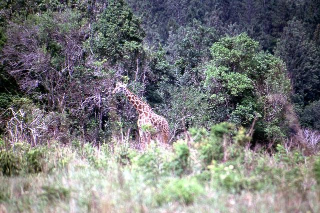 Giraffe at Shimba