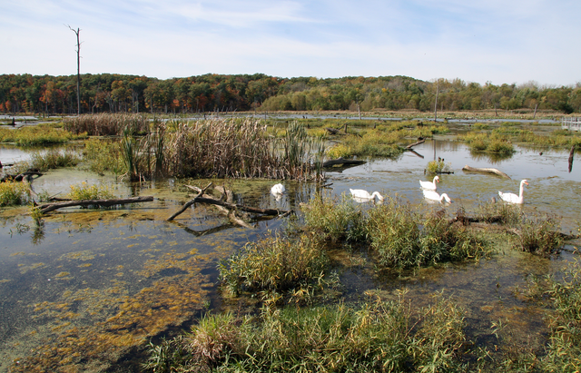 Marshes at Heron Park