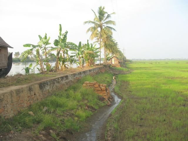 Kuttanad Paddy fields