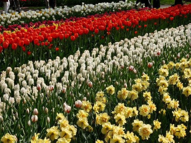 Flower fields at the Keukenhof