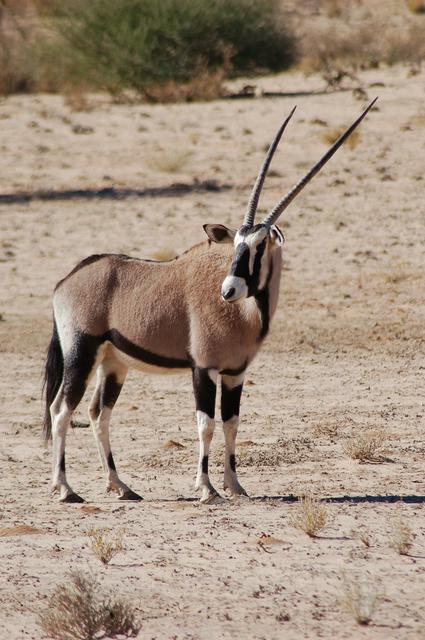 Gemsbok