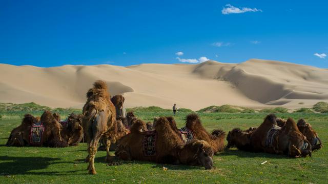 Bactrian camels by the sand dunes of Khongoryn Els