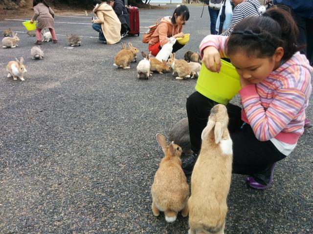 Feeding bunnies is a popular activity here.