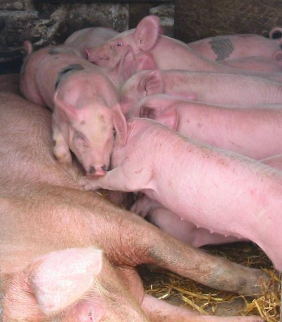 Pigs at Muckross Traditional Farms