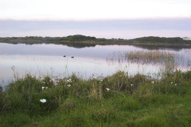 Ducks on the lagoon