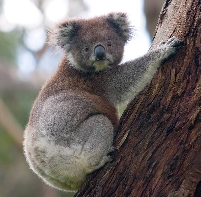 A koala