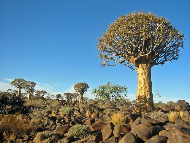 Quivertree Forest