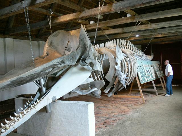 Whale skeleton