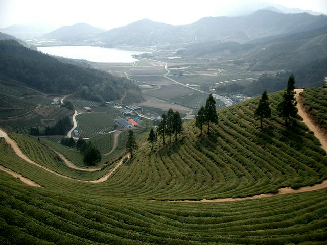 Tea fields in Boseong