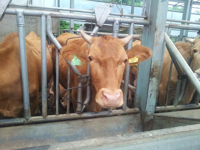 Korean Hoengseong cattle