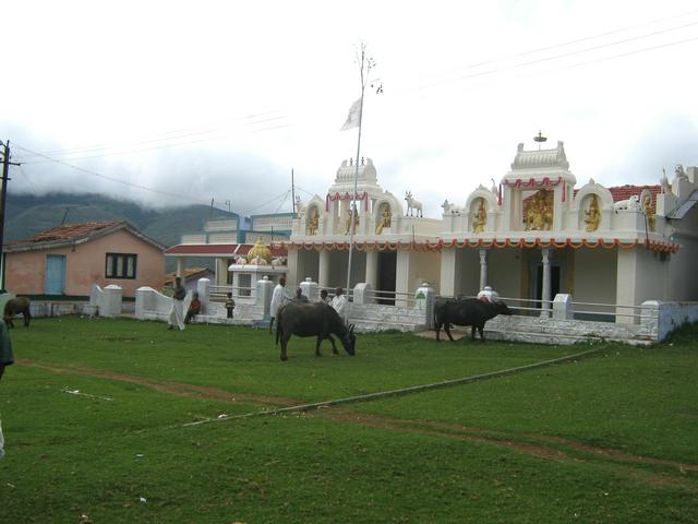 Holy cows at Kotagiri