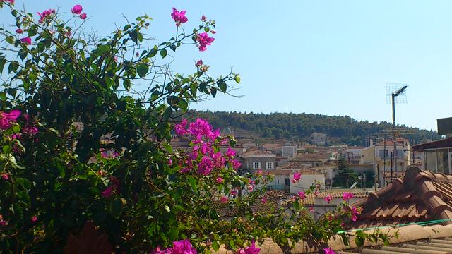 Bougainvillea and the northern part of town