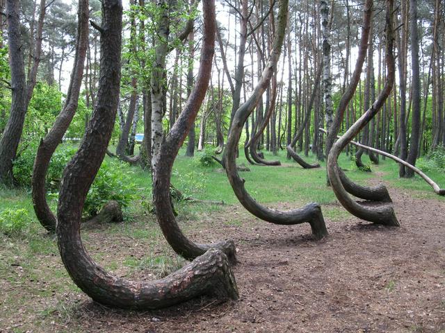 The Crooked Forest near Gryfino