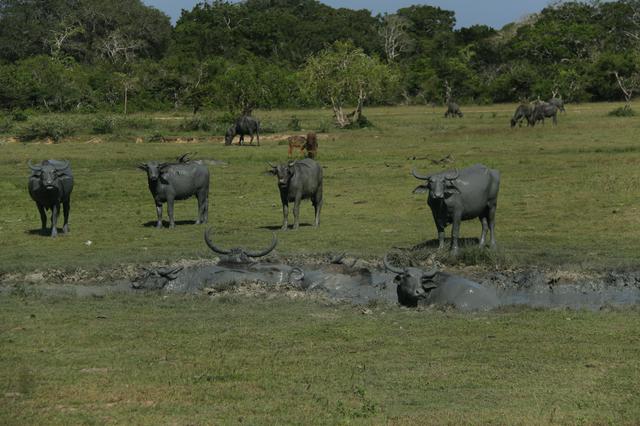 group of wild buffaloes mud bathing