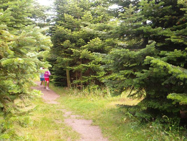 The forest labyrinth