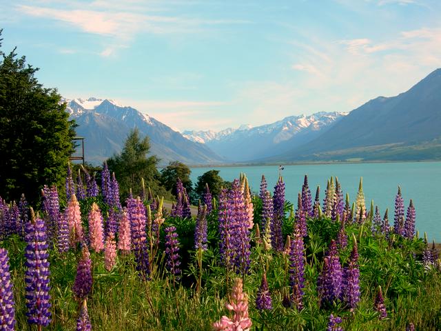 Wild lupins growing on Lake Ohau near the Southern Alps on the South Island.