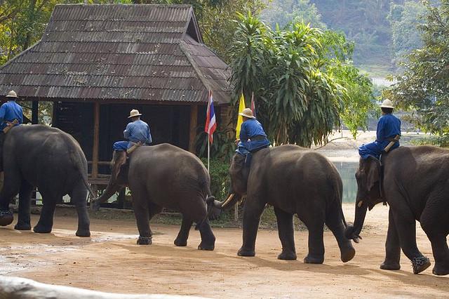 Pack your trunk and head to the Thai Elephant Conservation Center.