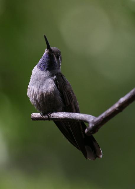 Hummingbird at Ramsey Canyon Preserve