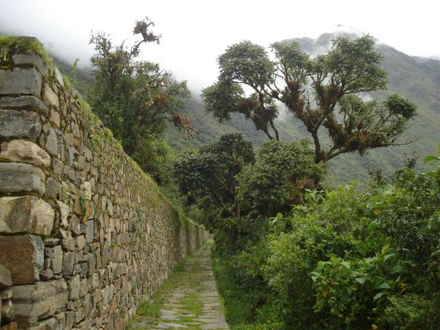 Large Terraces with Bromeliads