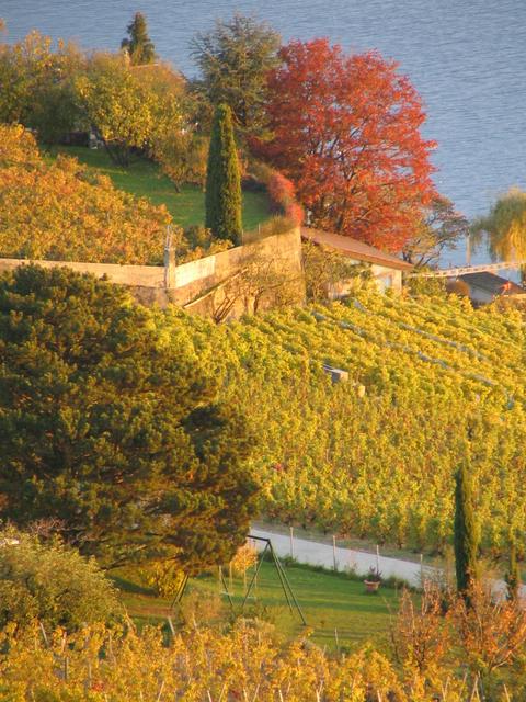 A view of the grapes and the lake on a fine fall day in Grandvaux