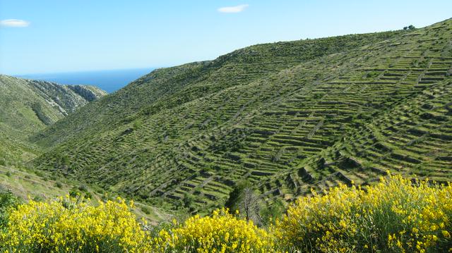 Lavender fields on Hvar