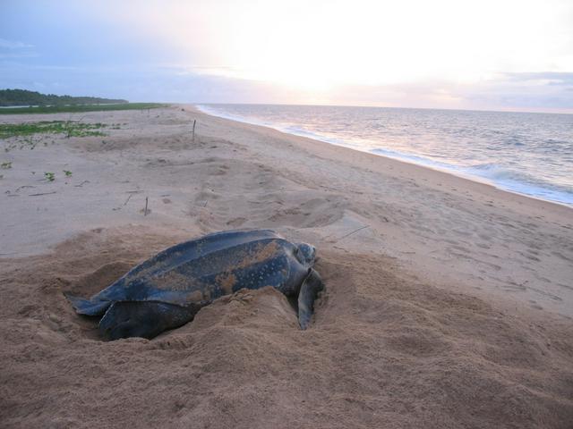 The beaches near Galibi are one of the main nesting grounds for protected Leatherback sea turtles.