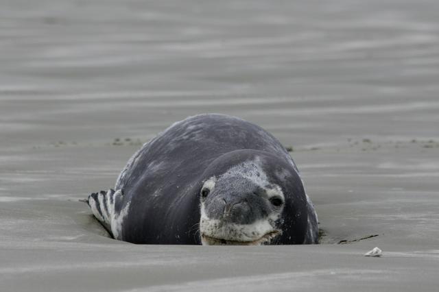 Seal at Caroline Bay