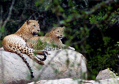 Yala : highest leopard concentration in the world