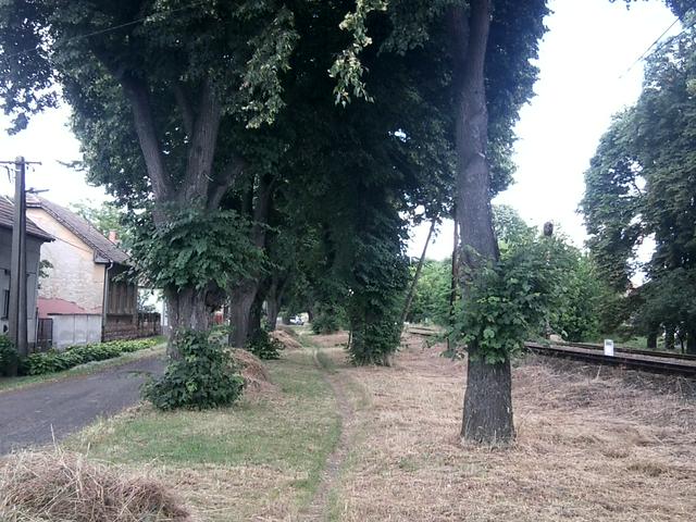 Double plane tree lines, a townscape memorial